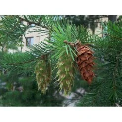 Douglas-gran Pseudotsuga Menziesii Barrods,- 2 års (2/0) 30-60 Cm.