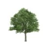 Stilkeg Quercus Robur Alletræ, Stammeomkreds 30-35 Cm. Med Klump -Osmoz Naturens Butik p1685 8180 quercus robur 29ae