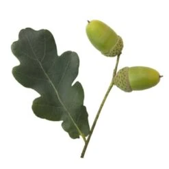 Stilkeg Quercus Robur Alletræ, Stammeomkreds 30-35 Cm. Med Klump -Osmoz Naturens Butik p1685 8181 quercus robur 94a2