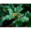 Almindelig Tørst Rhamnus Frangula Solitær Busk 150-200 Cm. - Med Klump -Osmoz Naturens Butik p1694 41257 rhamnus frangula 5194
