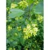 Guldribs Ribes Aureum Med Klump,- 125-150 Cm. 2 Guldribs Ribes Aureum Med Klump,- 125-150 Cm. -Osmoz Naturens Butik p1710 1372 ribes aureum 4ab0