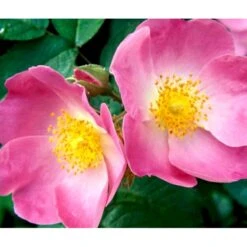 Æblerose Rosa Rubiginosa Barrods,- 1 års (1/0) 30-50 Cm.