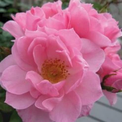 'I Need You'™ Rosa X 'I Need You'™ (Bunddækkerose) A-Kvalitet,- Barrods Roser Min. 3 Grene -Osmoz Naturens Butik p17469 51550 rosa x i need you bunddaekkerose c422