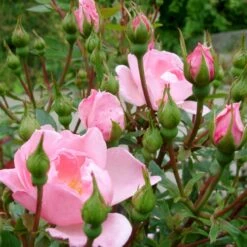 'I Need You'™ Rosa X 'I Need You'™ (Bunddækkerose) A-Kvalitet,- Barrods Roser Min. 3 Grene -Osmoz Naturens Butik p17469 51551 rosa x i need you bunddaekkerose cca1