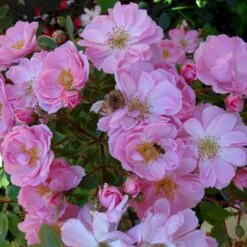 'I Need You'™ Rosa X 'I Need You'™ (Bunddækkerose) A-Kvalitet,- Barrods Roser Min. 3 Grene -Osmoz Naturens Butik p17469 51552 rosa x i need you bunddaekkerose dde0