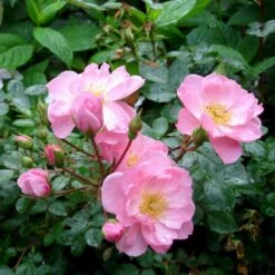 'I Need You'™ Rosa X 'I Need You'™ (Bunddækkerose) A-Kvalitet,- Barrods Roser Min. 3 Grene -Osmoz Naturens Butik p17469 51553 rosa x i need you bunddaekkerose 8f15