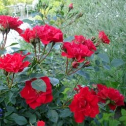 'Lady In Red'™ Rosa X 'Lady In Red'™ (Bunddækkerose) A-Kvalitet,- Barrods Roser Min. 3 Grene -Osmoz Naturens Butik p17470 51583 rosa x lady in red bunddaekkerose 8f69