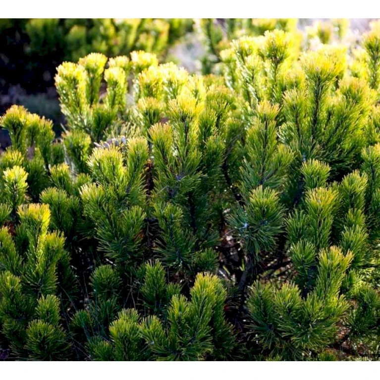 Bjergfyr 'Winter Gold' Pinus Mugo 'Winter Gold' (dværgform) Potte 2,0 Liter,- 15-20 Cm. 5 Bjergfyr 'Winter Gold' Pinus Mugo 'Winter Gold' (dværgform) Potte 2,0 Liter,- 15-20 Cm. - Billede 3