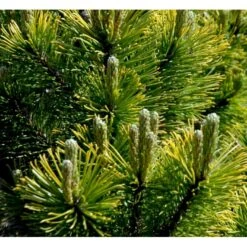 Bjergfyr 'Winter Gold' Pinus Mugo 'Winter Gold' (dværgform) Potte 2,0 Liter,- 15-20 Cm. 9 Bjergfyr 'Winter Gold' Pinus Mugo 'Winter Gold' (dværgform) Potte 2,0 Liter,- 15-20 Cm. -Osmoz Naturens Butik p17686 43675 pinus mugo winter gold dvaergform 30d3