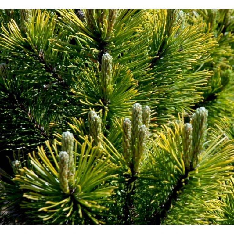 Bjergfyr 'Winter Gold' Pinus Mugo 'Winter Gold' (dværgform) Potte 2,0 Liter,- 15-20 Cm. 6 Bjergfyr 'Winter Gold' Pinus Mugo 'Winter Gold' (dværgform) Potte 2,0 Liter,- 15-20 Cm. - Billede 4