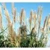 Elefantgræs 'Grosse Fontäne' Miscanthus Sinenensis 'Grosse Fontäne' 3,0 Liter Potte -Osmoz Naturens Butik p17769 38530 miscanthus sinenensis grosse fontaene a7c8
