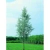 Sølvpil 'Saba' Salix Alba 'Saba' Træ Med Sidegrene,- Stammeomkreds 16-18 Cm. Med Klump