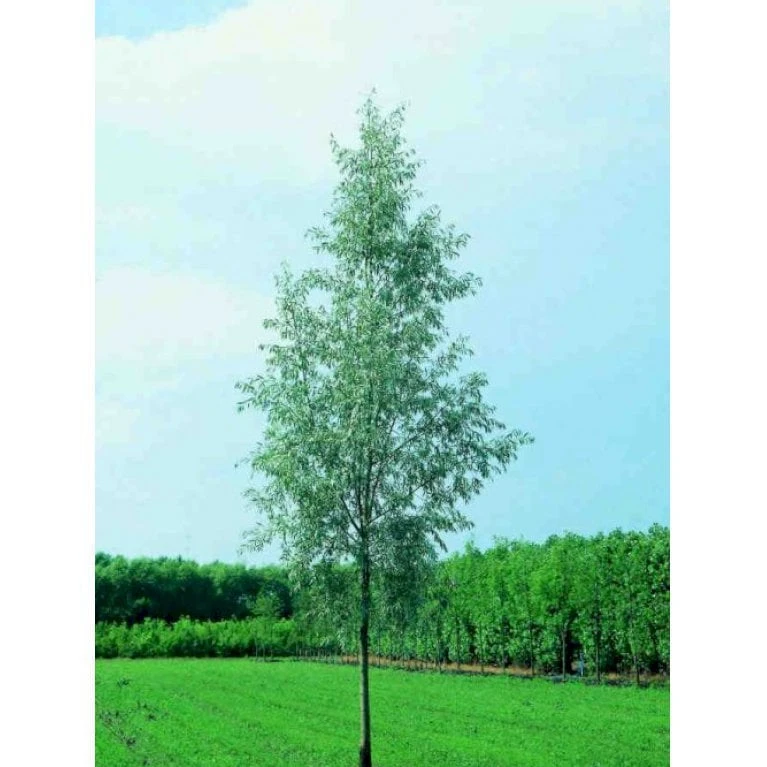 Sølvpil 'Saba' Salix Alba 'Saba' Træ Med Sidegrene,- Stammeomkreds 16-18 Cm. Med Klump 3 Sølvpil 'Saba' Salix Alba 'Saba' Træ Med Sidegrene,- Stammeomkreds 16-18 Cm. Med Klump