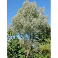 Sølvpil 'Sericea' Salix Alba 'Sericea' Heister 175-200 Cm. Med Potte