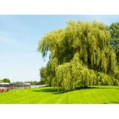 Guldhængepil Salix Alba 'Tristis' Heister 175-200 Cm. Med Potte