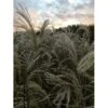 Smalbladet Elefantgræs 'Graziella' Miscanthus Sinensis 'Graziella' 3,0 Liter Potte