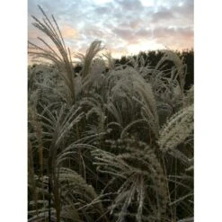 Smalbladet Elefantgræs 'Graziella' Miscanthus Sinensis 'Graziella' 3,0 Liter Potte