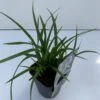Star 'Irish Green' Carex Morrowii 'Irish Green' 1 Liter Potte 1 Star 'Irish Green' Carex Morrowii 'Irish Green' 1 Liter Potte -Osmoz Naturens Butik p17856 34088 carex morrowii irish green 8a06