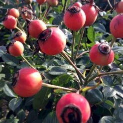 'Looking In Your Eyes'™ Rosa X 'looking In Your Eyes'™ (Buketrose) A-Kvalitet,- Barrods Roser Min. 3 Grene -Osmoz Naturens Butik p17929 51612 rosa x looking in your eyes buketrose 498f