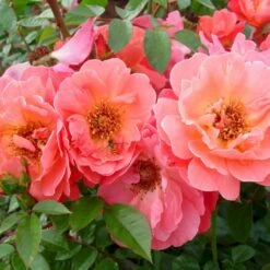 'Looking In Your Eyes'™ Rosa X 'looking In Your Eyes'™ (Buketrose) A-Kvalitet,- Barrods Roser Min. 3 Grene -Osmoz Naturens Butik p17929 51613 rosa x looking in your eyes buketrose 7de1