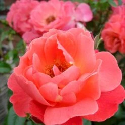 'Looking In Your Eyes'™ Rosa X 'looking In Your Eyes'™ (Buketrose) A-Kvalitet,- Barrods Roser Min. 3 Grene -Osmoz Naturens Butik p17929 51615 rosa x looking in your eyes buketrose 35d1