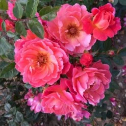 'Looking In Your Eyes'™ Rosa X 'looking In Your Eyes'™ (Buketrose) A-Kvalitet,- Barrods Roser Min. 3 Grene -Osmoz Naturens Butik p17929 51616 rosa x looking in your eyes buketrose fc96