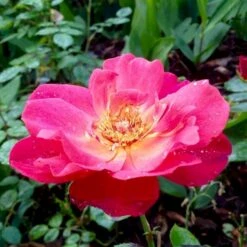 'Looking In Your Eyes'™ Rosa X 'looking In Your Eyes'™ (Buketrose) A-Kvalitet,- Barrods Roser Min. 3 Grene -Osmoz Naturens Butik p17929 51617 rosa x looking in your eyes buketrose 3a04