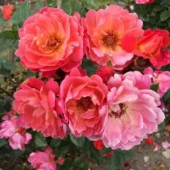 'Looking In Your Eyes'™ Rosa X 'looking In Your Eyes'™ (Buketrose) A-Kvalitet,- Barrods Roser Min. 3 Grene -Osmoz Naturens Butik p17929 51618 rosa x looking in your eyes buketrose 4ccf