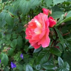 'Looking In Your Eyes'™ Rosa X 'looking In Your Eyes'™ (Buketrose) A-Kvalitet,- Barrods Roser Min. 3 Grene -Osmoz Naturens Butik p17929 51619 rosa x looking in your eyes buketrose c87d