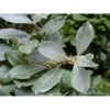 Gråpil Salix Cinerea Barrods,- 1 års (0/1) Nedklippet Til 50 Cm. -Osmoz Naturens Butik p1792 1430 salix cinerea 44a1