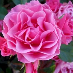 'I Am Grateful'™ Rosa X 'I Am Grateful'™ (Buketrose) A-Kvalitet,- Barrods Roser Min. 3 Grene -Osmoz Naturens Butik p17951 51538 rosa x i am grateful buketrose e13e