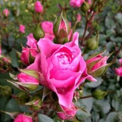 'I Am Grateful'™ Rosa X 'I Am Grateful'™ (Buketrose) A-Kvalitet,- Barrods Roser Min. 3 Grene -Osmoz Naturens Butik p17951 51540 rosa x i am grateful buketrose a4ba