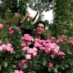 'I Am Grateful'™ Rosa X 'I Am Grateful'™ (Buketrose) A-Kvalitet,- Barrods Roser Min. 3 Grene -Osmoz Naturens Butik p17951 51541 rosa x i am grateful buketrose 406d