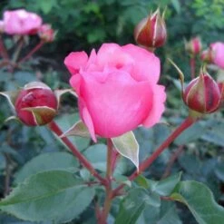 'I Have A Dream'™ Rosa X 'I Have A Dream'™ (Buketrose) A-Kvalitet,- Barrods Roser Min. 3 Grene -Osmoz Naturens Butik p17952 51544 rosa x i have a dream buketrose 17de