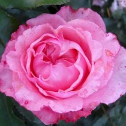 'I Have A Dream'™ Rosa X 'I Have A Dream'™ (Buketrose) A-Kvalitet,- Barrods Roser Min. 3 Grene -Osmoz Naturens Butik p17952 51545 rosa x i have a dream buketrose d248