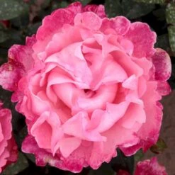 'I Have A Dream'™ Rosa X 'I Have A Dream'™ (Buketrose) A-Kvalitet,- Barrods Roser Min. 3 Grene -Osmoz Naturens Butik p17952 51546 rosa x i have a dream buketrose d862