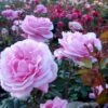 'Our Last Summer'™ Rosa X 'Our Last Summer'™ (Slyngrose) A-Kvalitet,- Barrods Roser Min. 3 Grene 1 'Our Last Summer'™ Rosa X 'Our Last Summer'™ (Slyngrose) A-Kvalitet,- Barrods Roser Min. 3 Grene -Osmoz Naturens Butik p17954 52486 rosa x our last summer slyngrose 299e