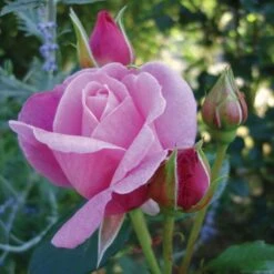 'Our Last Summer'™ Rosa X 'Our Last Summer'™ (Slyngrose) A-Kvalitet,- Barrods Roser Min. 3 Grene -Osmoz Naturens Butik p17954 52488 rosa x our last summer slyngrose 8a27