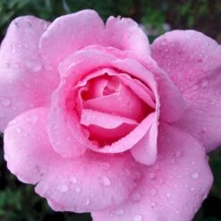 'Our Last Summer'™ Rosa X 'Our Last Summer'™ (Slyngrose) A-Kvalitet,- Barrods Roser Min. 3 Grene -Osmoz Naturens Butik p17954 52489 rosa x our last summer slyngrose dd8c