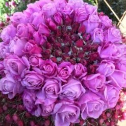 'Our Last Summer'™ Rosa X 'Our Last Summer'™ (Slyngrose) A-Kvalitet,- Barrods Roser Min. 3 Grene -Osmoz Naturens Butik p17954 52492 rosa x our last summer slyngrose 3f05