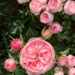 'She Loves You'™ Rosa X 'She Loves You'™ (Buketrose) A-Kvalitet,- Barrods Roser Min. 3 Grene -Osmoz Naturens Butik p17955 51710 rosa x she loves you buketrose 9713