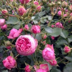 'She Loves You'™ Rosa X 'She Loves You'™ (Buketrose) A-Kvalitet,- Barrods Roser Min. 3 Grene -Osmoz Naturens Butik p17955 51711 rosa x she loves you buketrose 9f24
