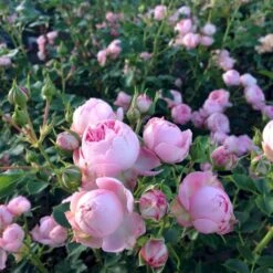 'She Loves You'™ Rosa X 'She Loves You'™ (Buketrose) A-Kvalitet,- Barrods Roser Min. 3 Grene -Osmoz Naturens Butik p17955 51712 rosa x she loves you buketrose 4649