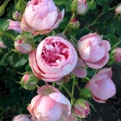'She Loves You'™ Rosa X 'She Loves You'™ (Buketrose) A-Kvalitet,- Barrods Roser Min. 3 Grene -Osmoz Naturens Butik p17955 51713 rosa x she loves you buketrose 4550