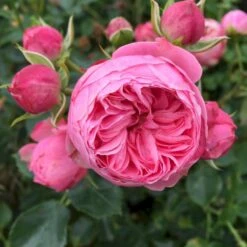 'She Loves You'™ Rosa X 'She Loves You'™ (Buketrose) A-Kvalitet,- Barrods Roser Min. 3 Grene -Osmoz Naturens Butik p17955 51714 rosa x she loves you buketrose 6d7d