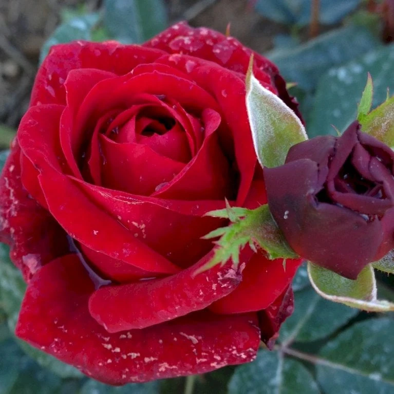 'Fall In Love Again'™ Rosa X 'Fall In Love Again'™ (Buketrose) A-Kvalitet,- Barrods Roser Min. 3 Grene 3 'Fall In Love Again'™ Rosa X 'Fall In Love Again'™ (Buketrose) A-Kvalitet,- Barrods Roser Min. 3 Grene