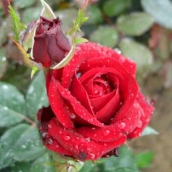 'Fall In Love Again'™ Rosa X 'Fall In Love Again'™ (Buketrose) A-Kvalitet,- Barrods Roser Min. 3 Grene 7 'Fall In Love Again'™ Rosa X 'Fall In Love Again'™ (Buketrose) A-Kvalitet,- Barrods Roser Min. 3 Grene -Osmoz Naturens Butik p17957 51474 rosa x fall in love again buketrose a391