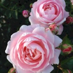 'Inner Wheel Forever'™ Rosa X 'Inner Wheel Forever'™ (Buketrose) A-Kvalitet,- Barrods Roser Min. 3 Grene -Osmoz Naturens Butik p17959 51562 rosa x inner wheel forever buketrose 63a7