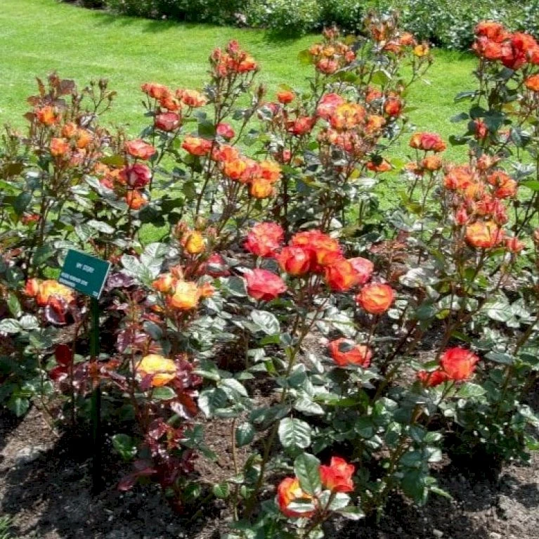 'My Story'™ Rosa X 'My Story'™ (Buketrose) A-Kvalitet,- Barrods Roser Min. 3 Grene 6 'My Story'™ Rosa X 'My Story'™ (Buketrose) A-Kvalitet,- Barrods Roser Min. 3 Grene - Billede 4