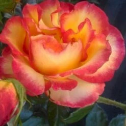 'My Story'™ Rosa X 'My Story'™ (Buketrose) A-Kvalitet,- Barrods Roser Min. 3 Grene 11 'My Story'™ Rosa X 'My Story'™ (Buketrose) A-Kvalitet,- Barrods Roser Min. 3 Grene -Osmoz Naturens Butik p17961 51634 rosa x my story buketrose 52e8